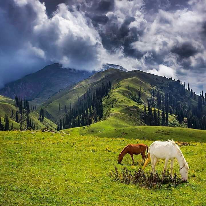 Shogran